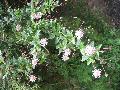 Chinese Buttonbush